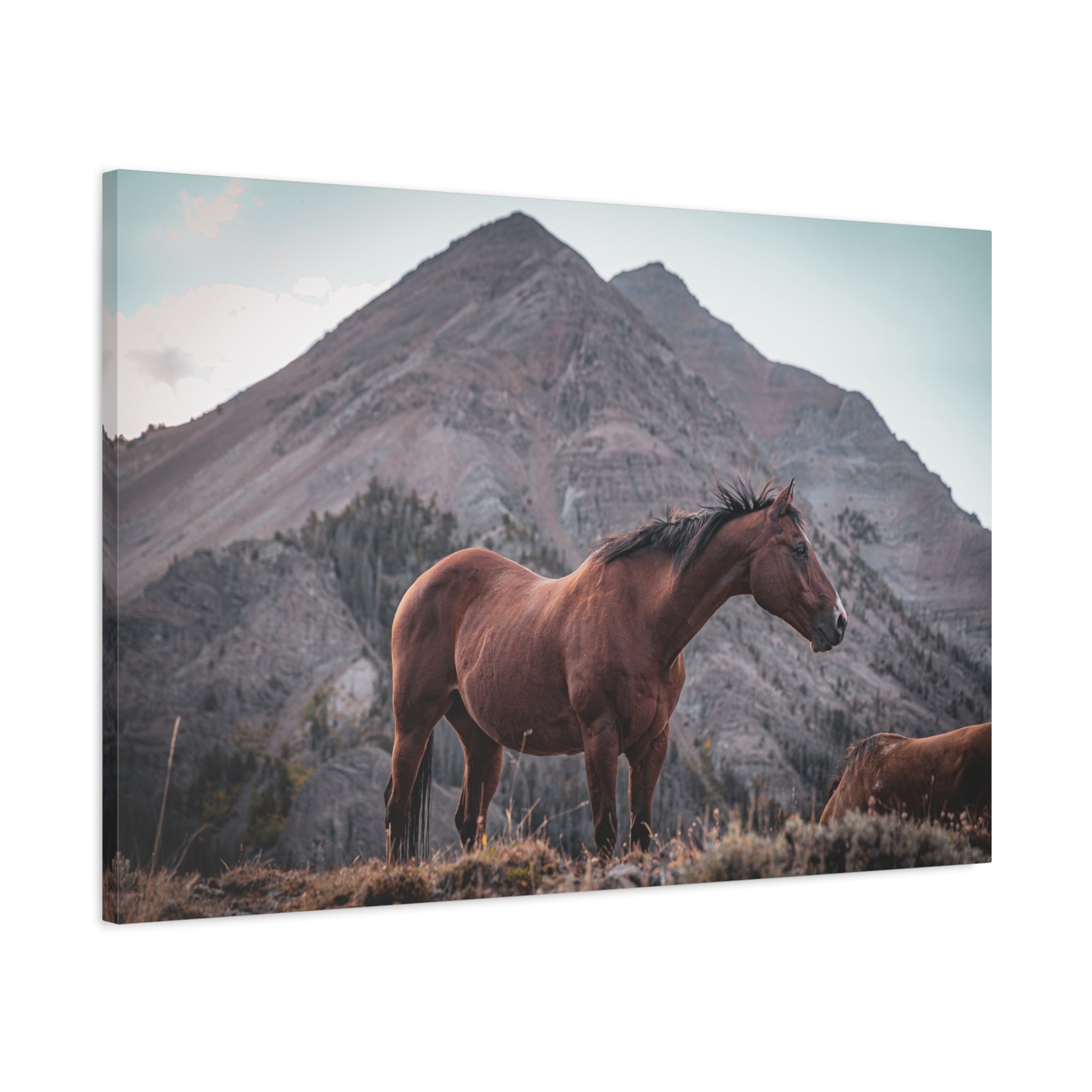 The High Country